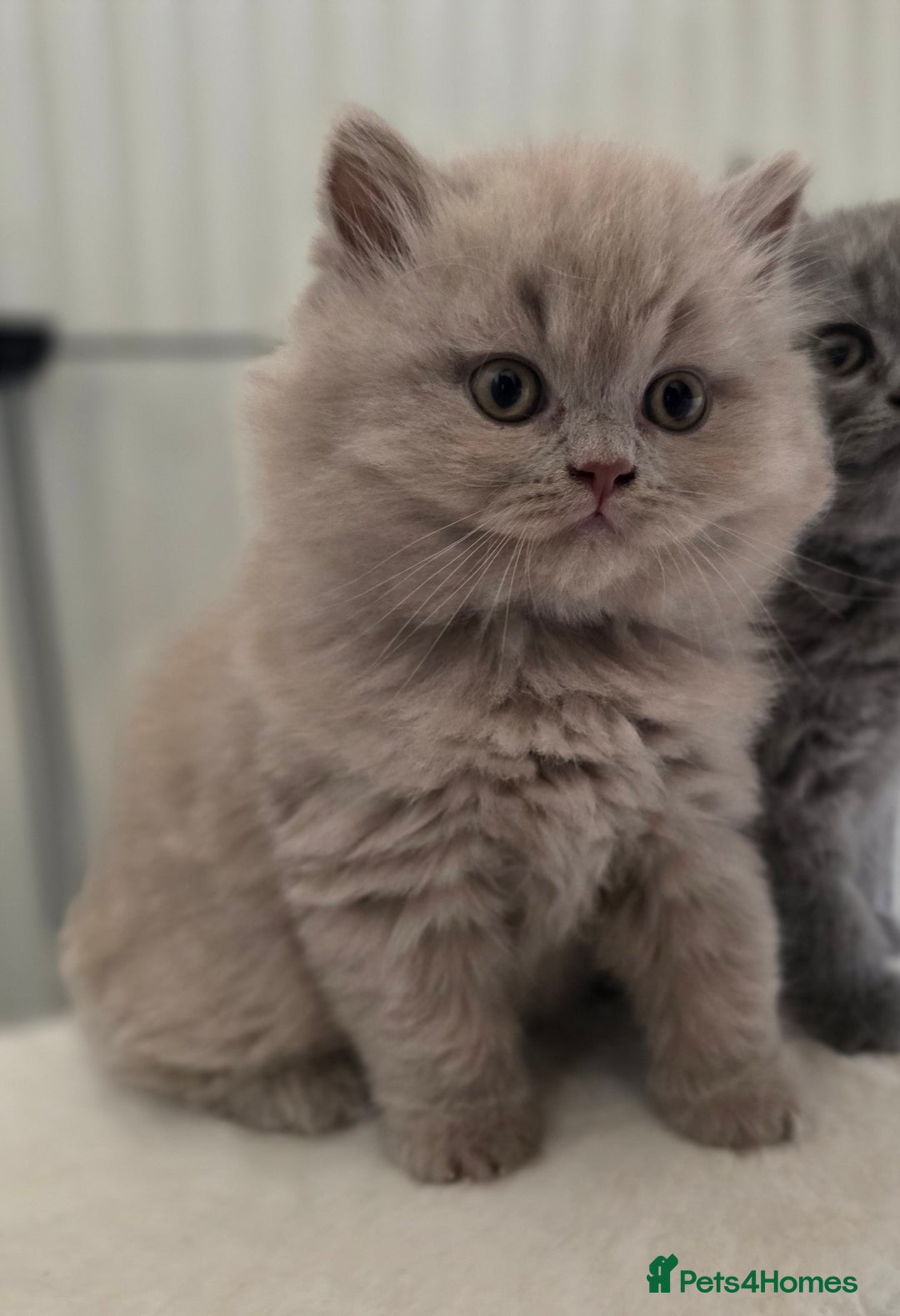 British Shorthair cats for sale: READY Pedigree British shorthair  - Image 14