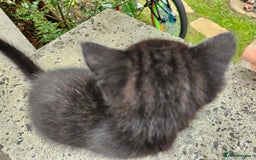 British Shorthair cats for sale: 4 lovely kittens - Image 24