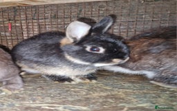 Netherland Dwarf rabbits for sale: Cute little netherland dwarf boys  - Image 12