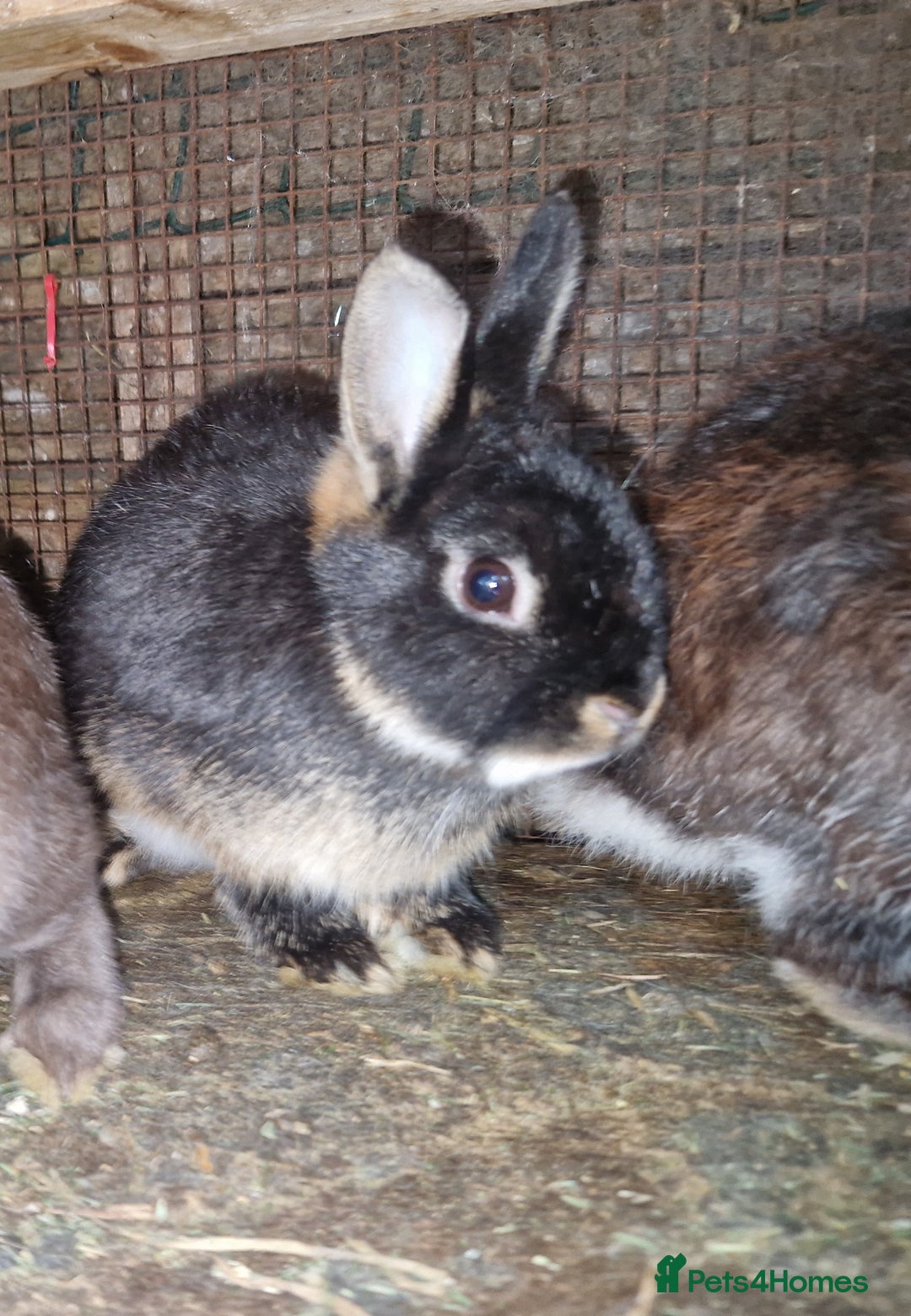 Netherland Dwarf rabbits for sale: Cute little netherland dwarf boys  - Image 12