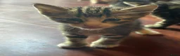 Mixed Breed cats for sale: 5 beauties  in Southampton - Advert 4
