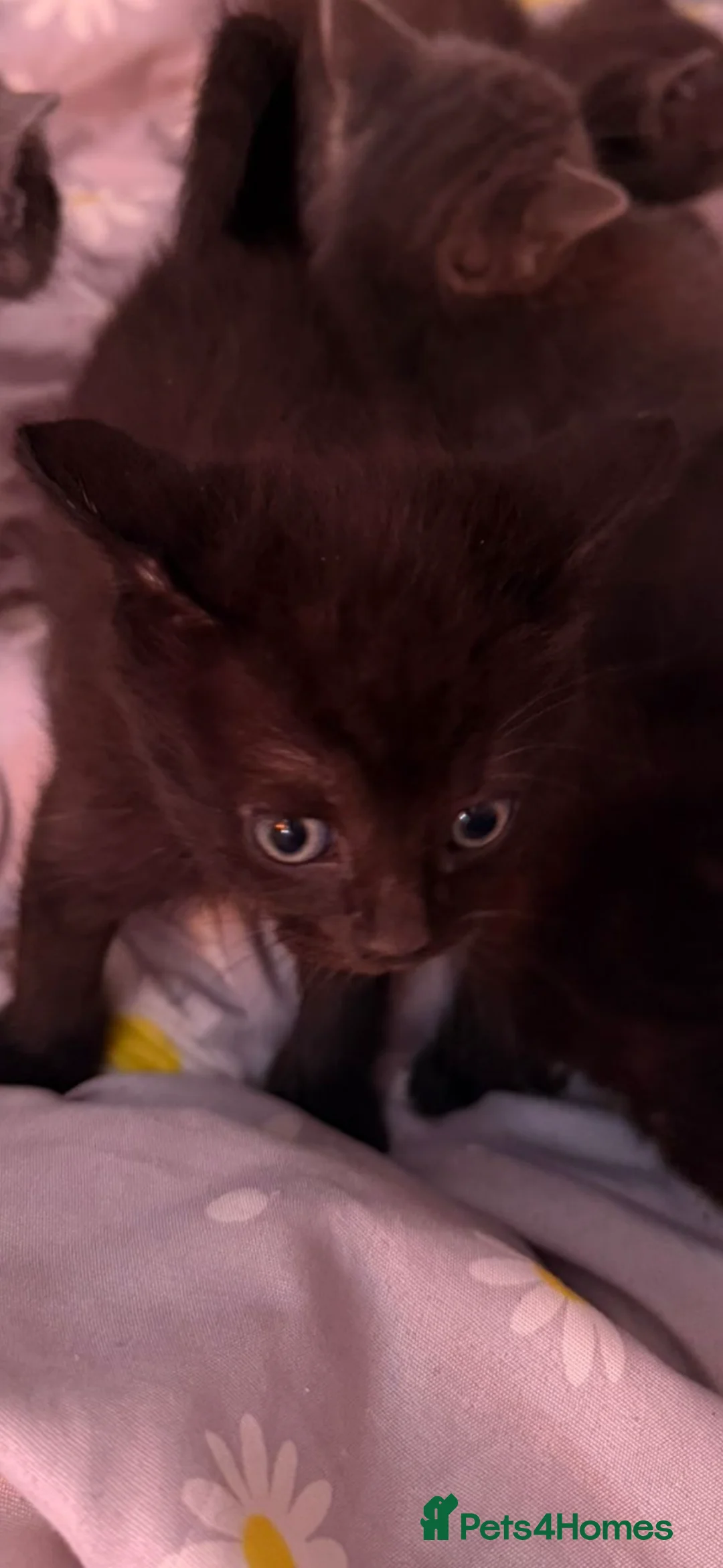 Mixed Breed cats for sale: 5 kittens, grey/white & black  - Advert 1