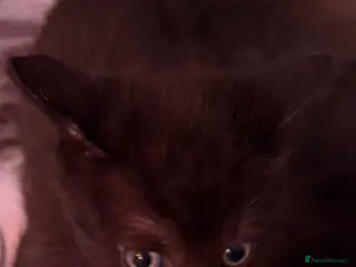 Mixed Breed cats 5 kittens, grey/white & black - Advert 1