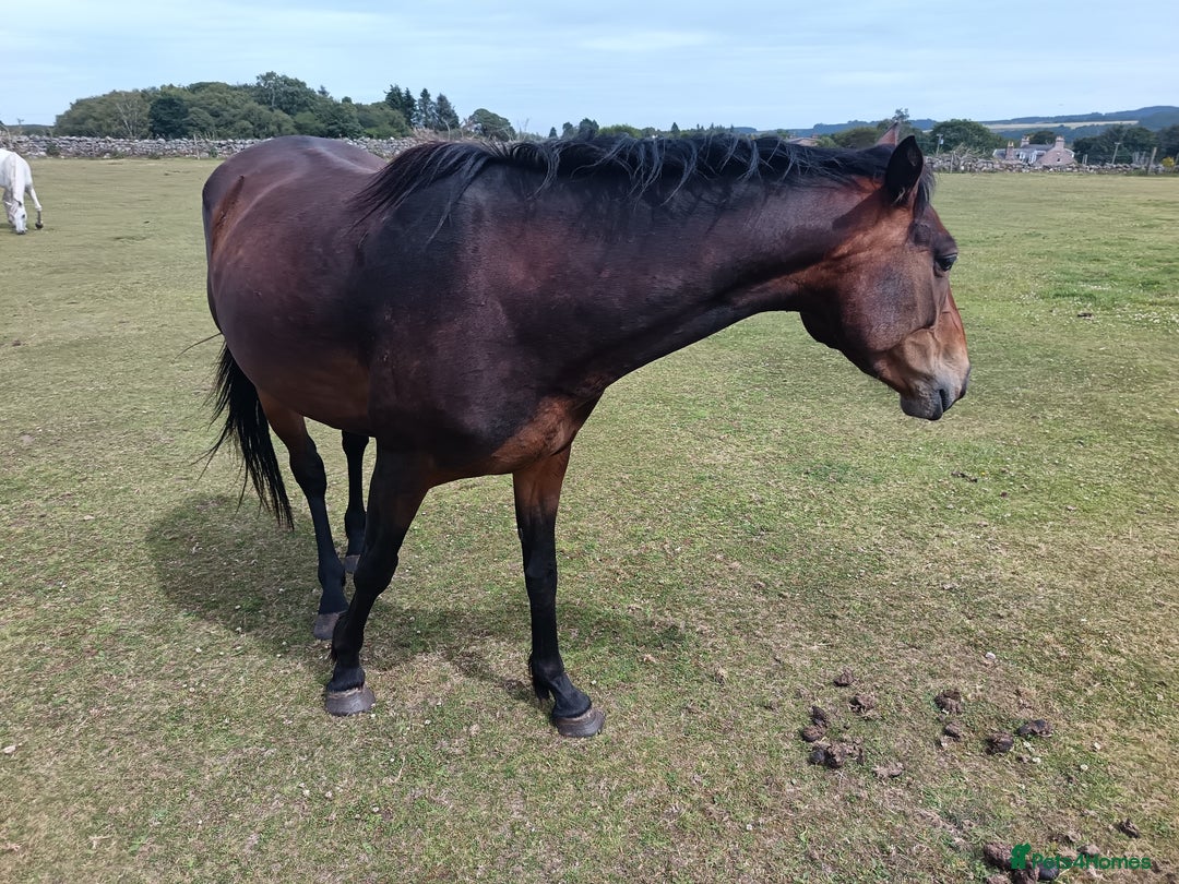 Irish Sports horses for sale: 2 x Mares - Image 4