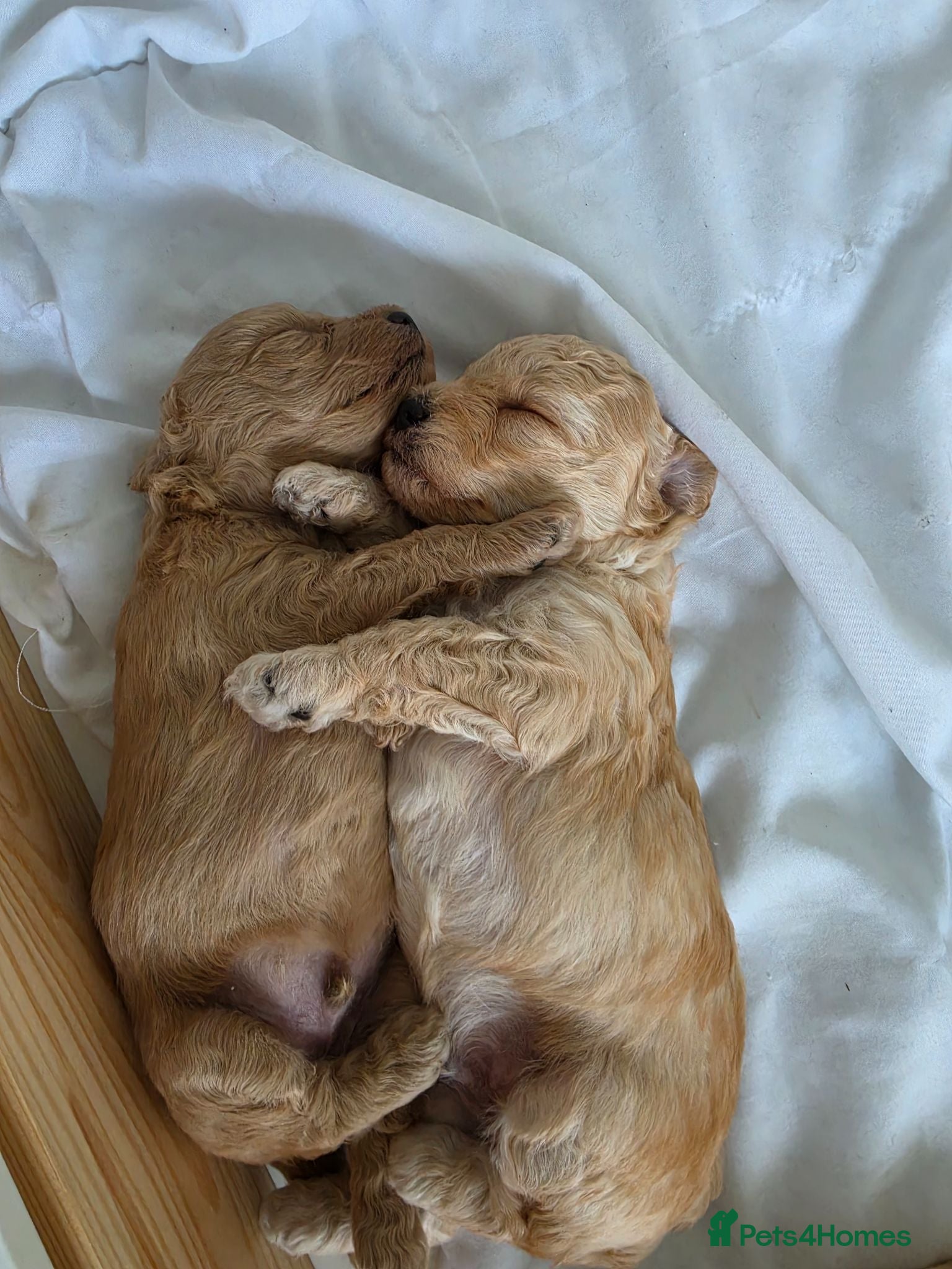 Mixed Breed dogs Cavapoochon puppies  - Advert 2