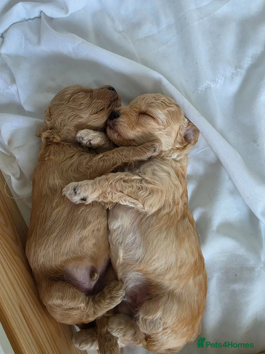 Mixed Breed dogs for sale: Cavapoochon puppies  - Advert 2