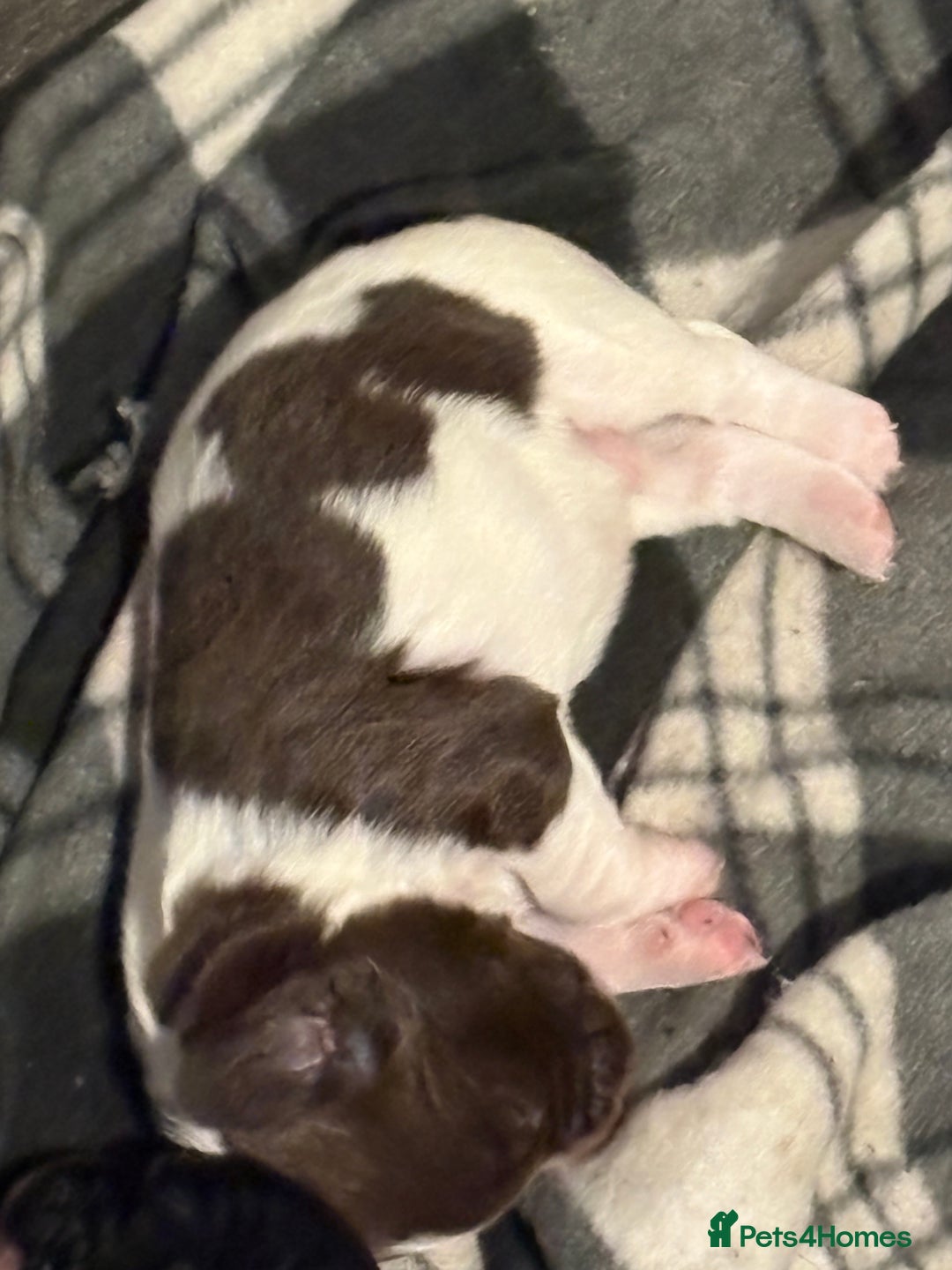 Mixed Breed dogs for sale: 5 BEAUTIFUL SPRINGER/SPROCKER PUPPIES FO SALE  - Advert 14