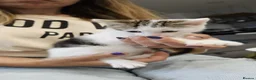 Mixed Breed cats for sale: 3 Adoptable Kittens Looking for a Loving Home - Advert 3