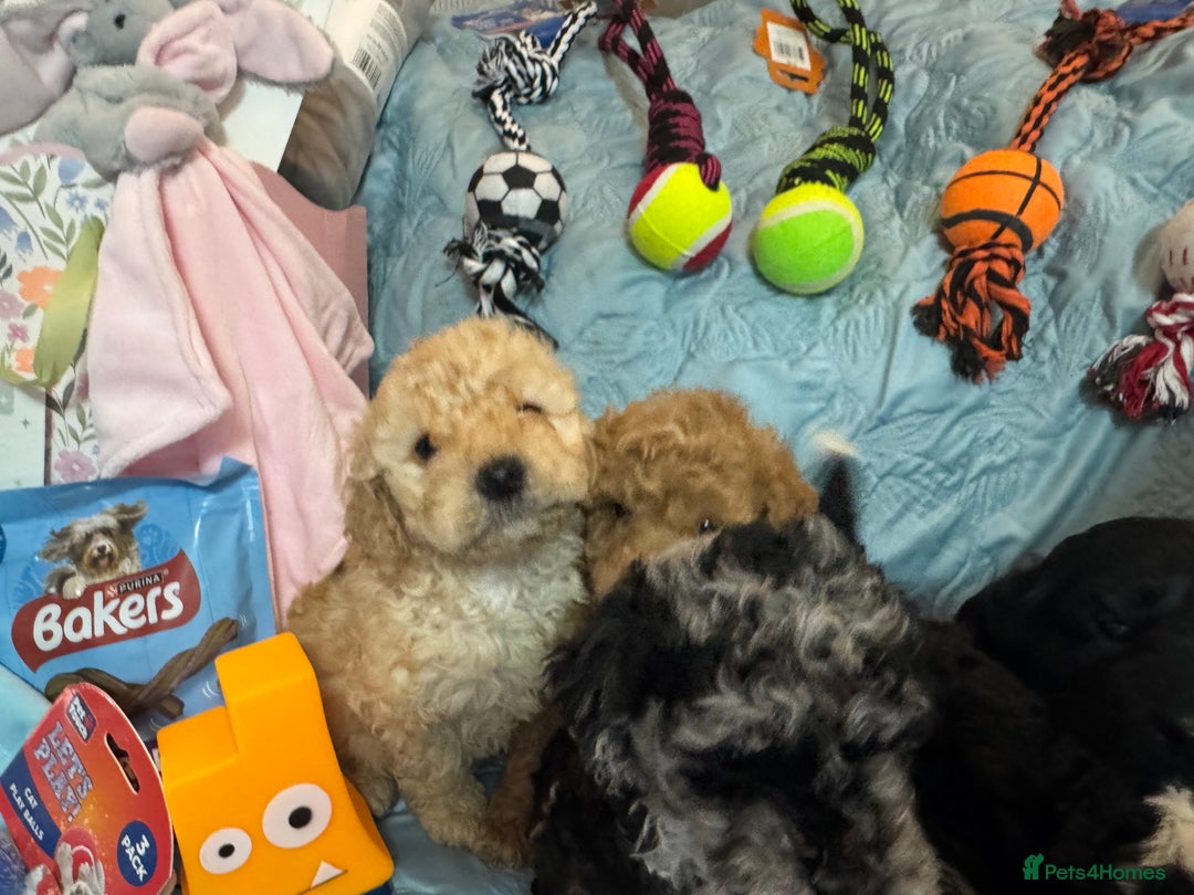 Cockapoo dogs for sale: Cockapoo puppies  - Advert 16