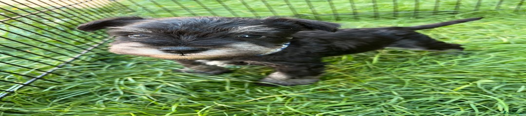 Miniature Schnauzer Puppy 1