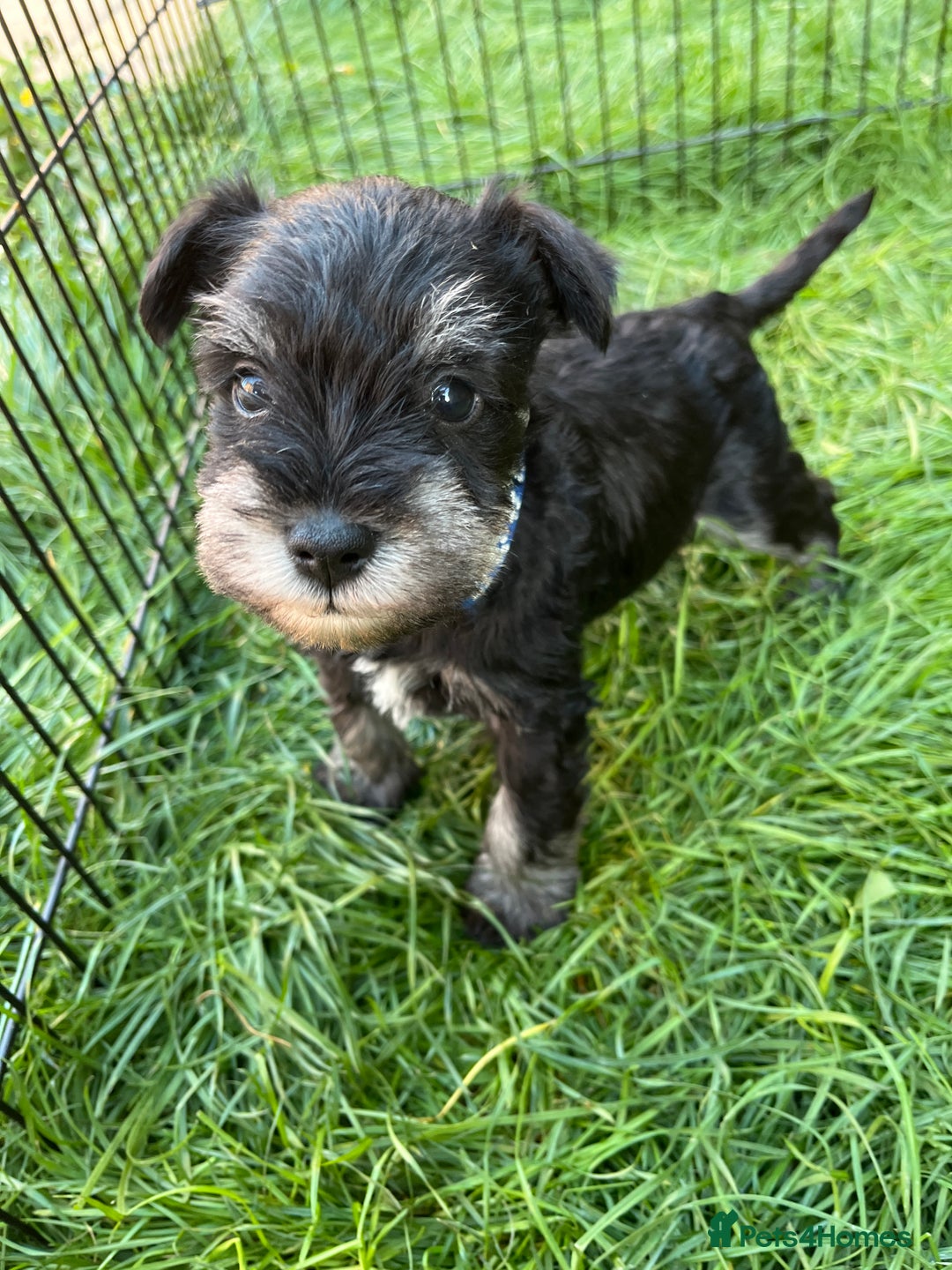 Miniature Schnauzer dogs for sale: KC Reg Miniature Schnauzer BVA Puppies - Image 5