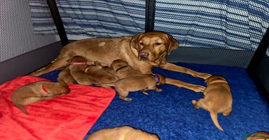 Labrador Retriever dogs - Advert 3