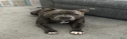 Staffordshire Bull Terrier dogs for stud: KC Registered Staffordshire Bull Terrier Stud - Advert 13