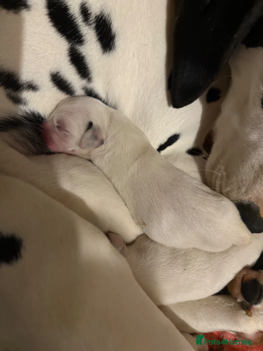 Dalmatian dogs for sale: 4 female Dalmatian puppies in Hull - Advert 2