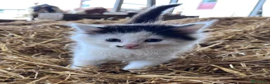 Fluffy black and white girl