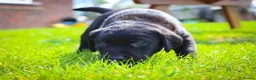 Labrador Retriever dogs for sale: KC Labrador - Traditional working  - Advert 1