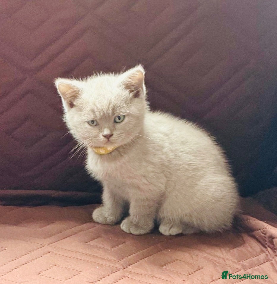 British Shorthair cats Adorable Cream & lilac British Shorthair Kittens  - Advert 18