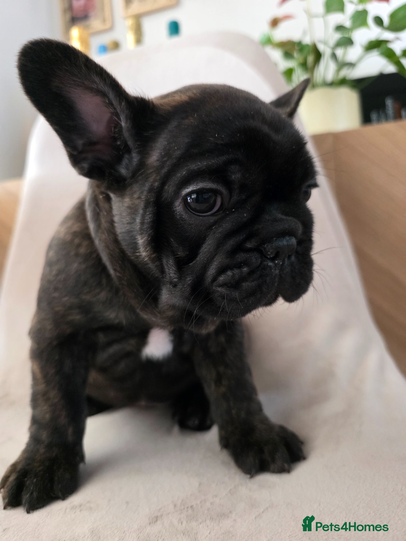 French Bulldog dogs for sale: 🐶 Puppies Ready for Their Forever Homes  - Advert 3