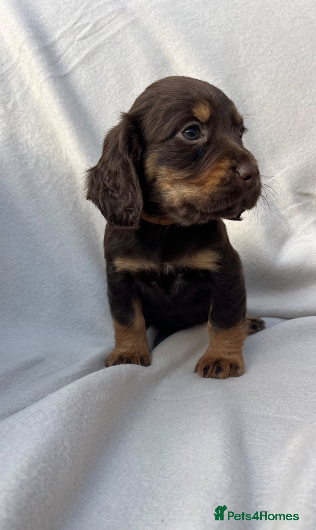 Cocker Spaniel dogs for sale: EXTENSIVELY HEALTH TESTED COCKER SPANIEL PUPPIES  - Advert 1