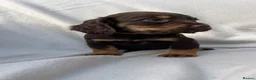 Cocker Spaniel dogs for sale: EXTENSIVELY HEALTH TESTED COCKER SPANIEL PUPPIES  - Advert 1