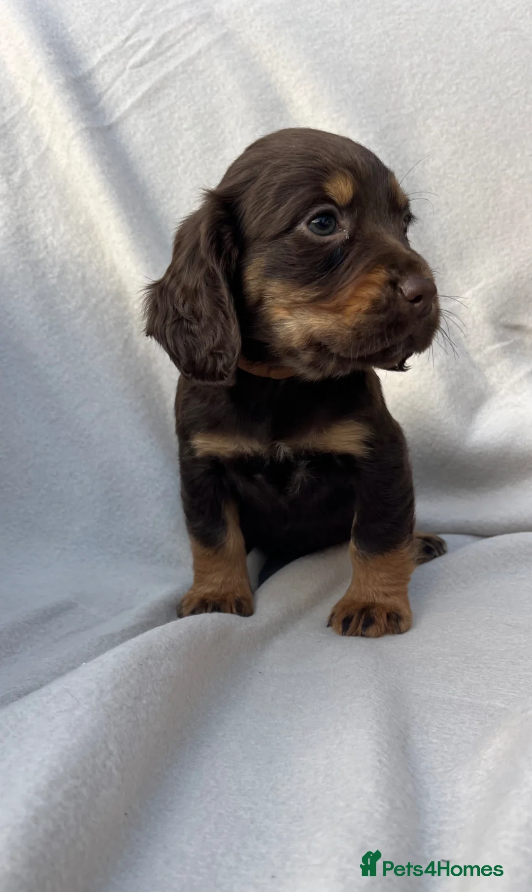 Cocker Spaniel dogs for sale: EXTENSIVELY HEALTH TESTED COCKER SPANIEL PUPPIES  - Advert 1