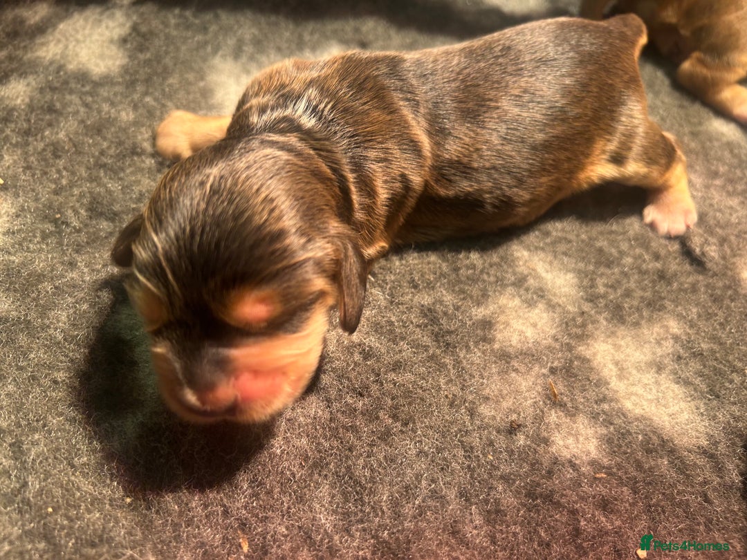 Cocker Spaniel dogs for sale: KC Reg Show Type Cocker Spaniel Puppies  - Advert 18