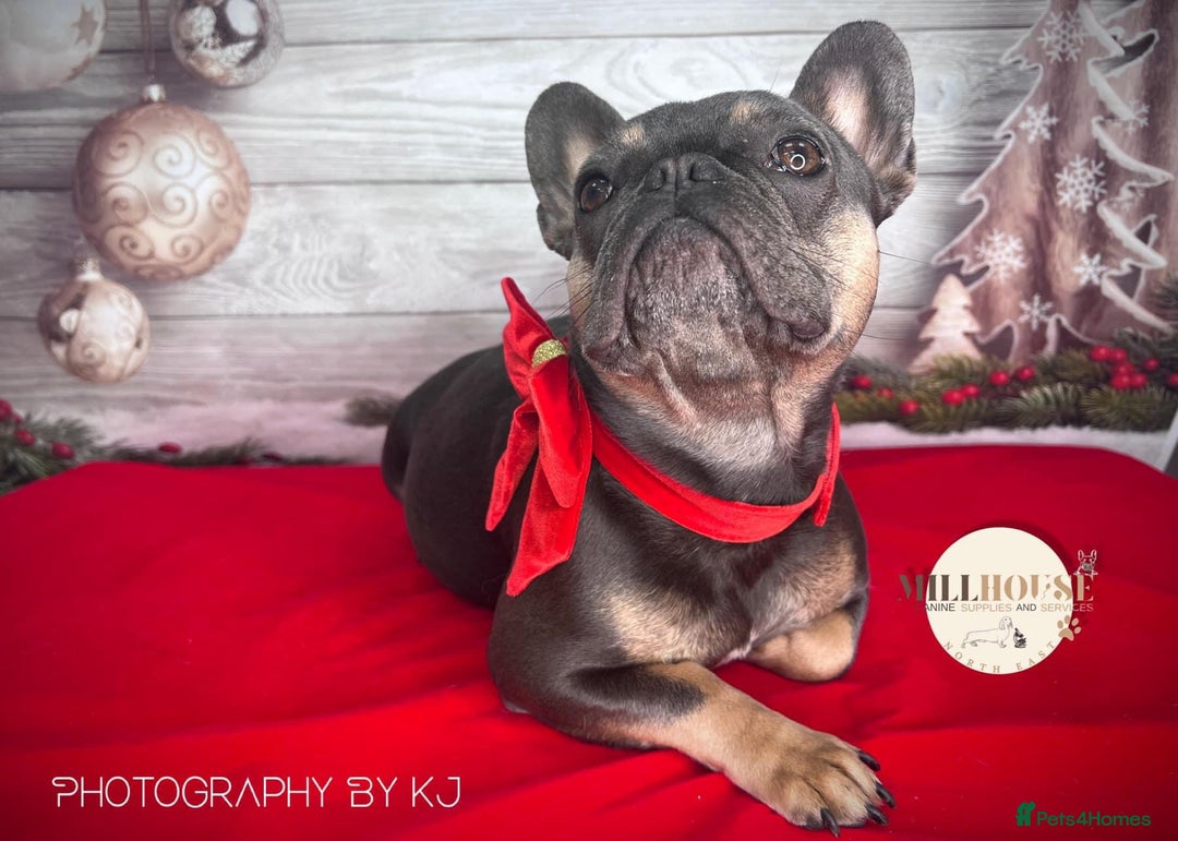 French Bulldog dogs for sale: 4 year old French bulldog - Image 3
