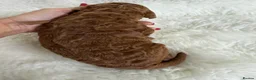 Mini Goldendoodle dogs for sale: Top quality, health tested multi gen DoubleDoodles - Advert 7