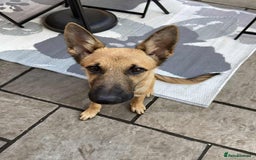 Mixed Breed dogs for adoption: Arnie is looking for the best home  - Image 3