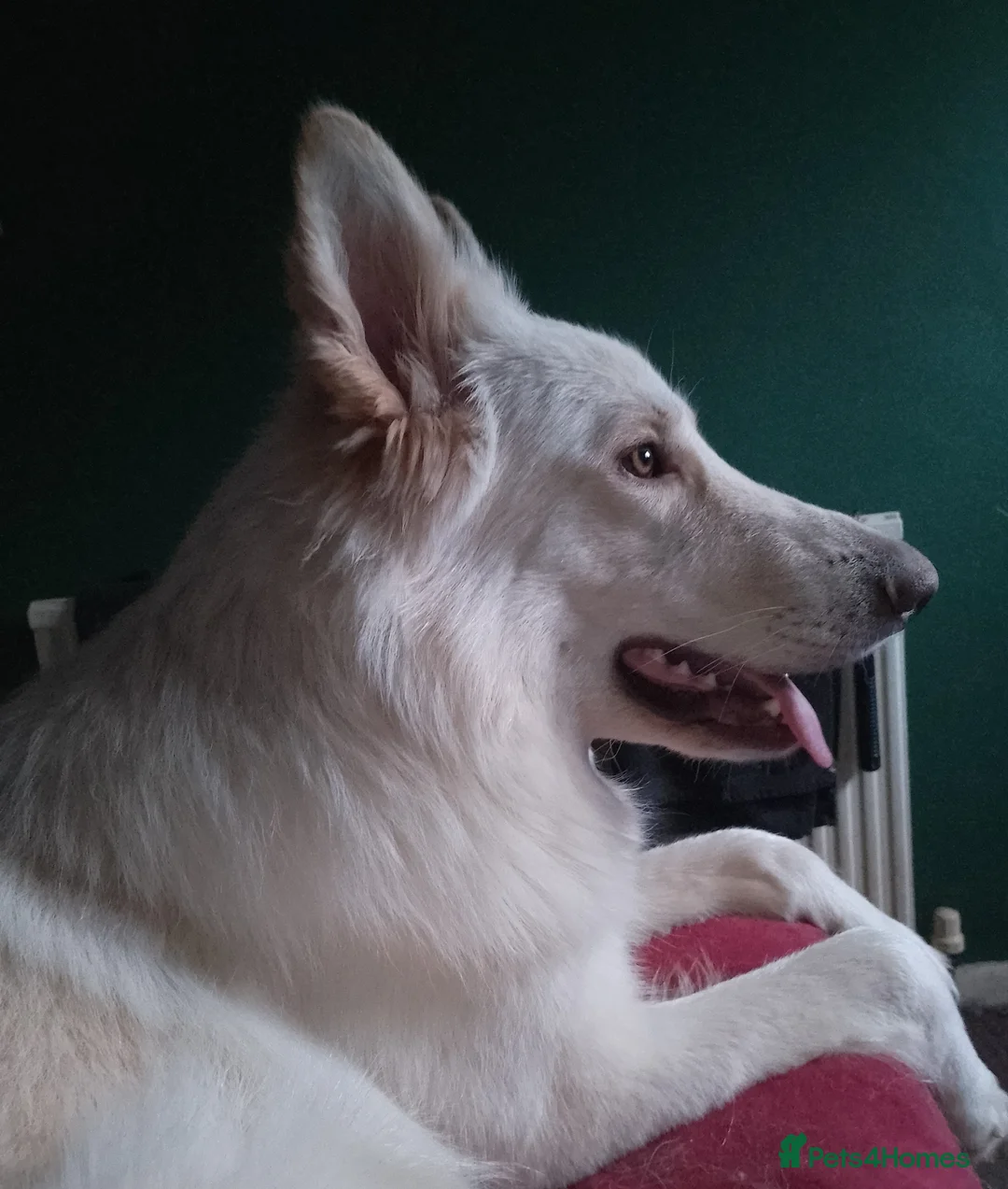 German Shepherd dogs for sale: Straight back Long coat German Shepherd pups - Advert 10