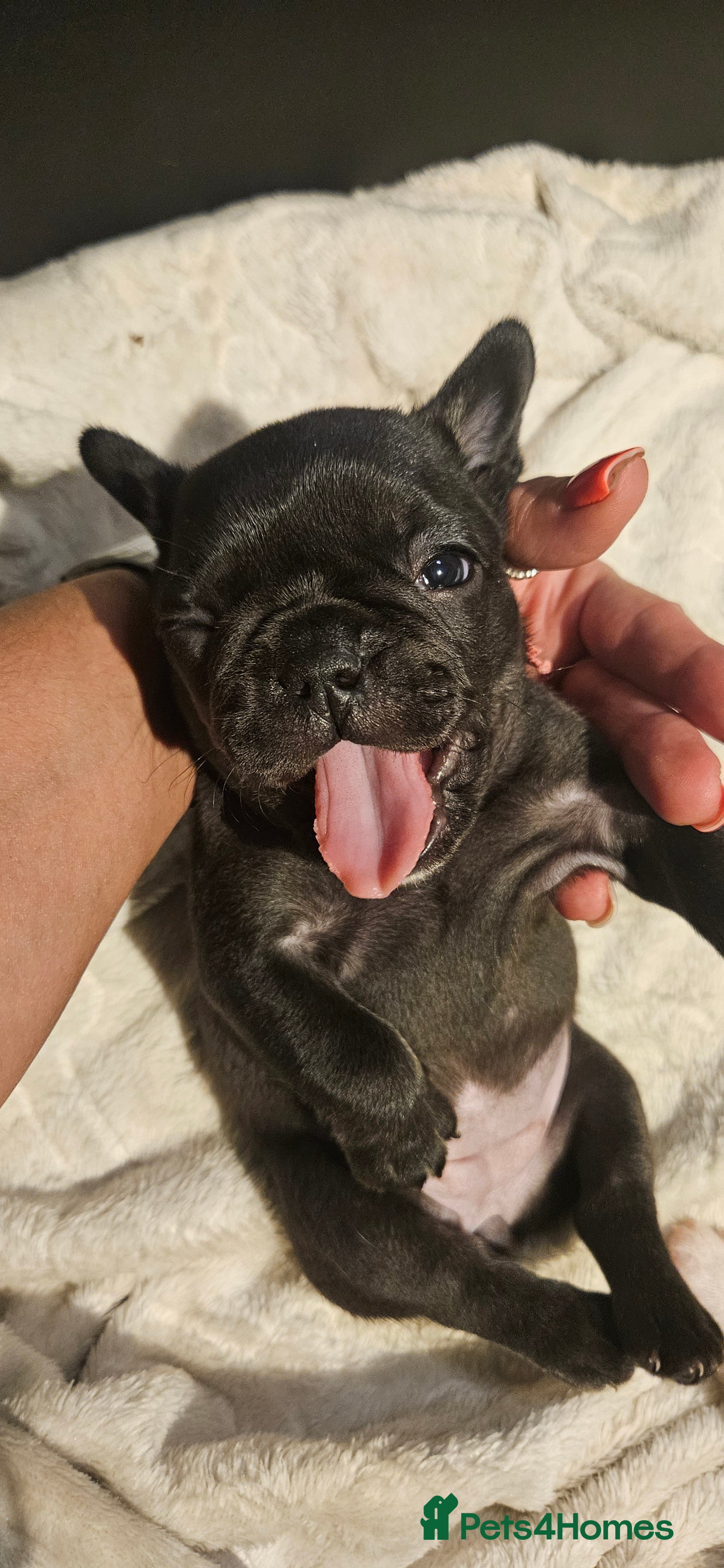 French Bulldog dogs Beautiful French Bulldog puppies 🐶 - Advert 2