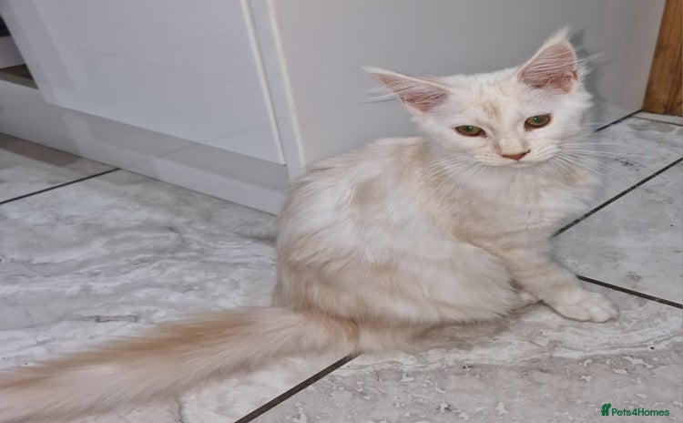 Maine Coon cats - Advert 9