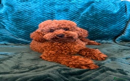 Toy Poodle dogs for stud: Stunning kc reg health tested Toy poodle stud  in Cleckheaton - Image 6