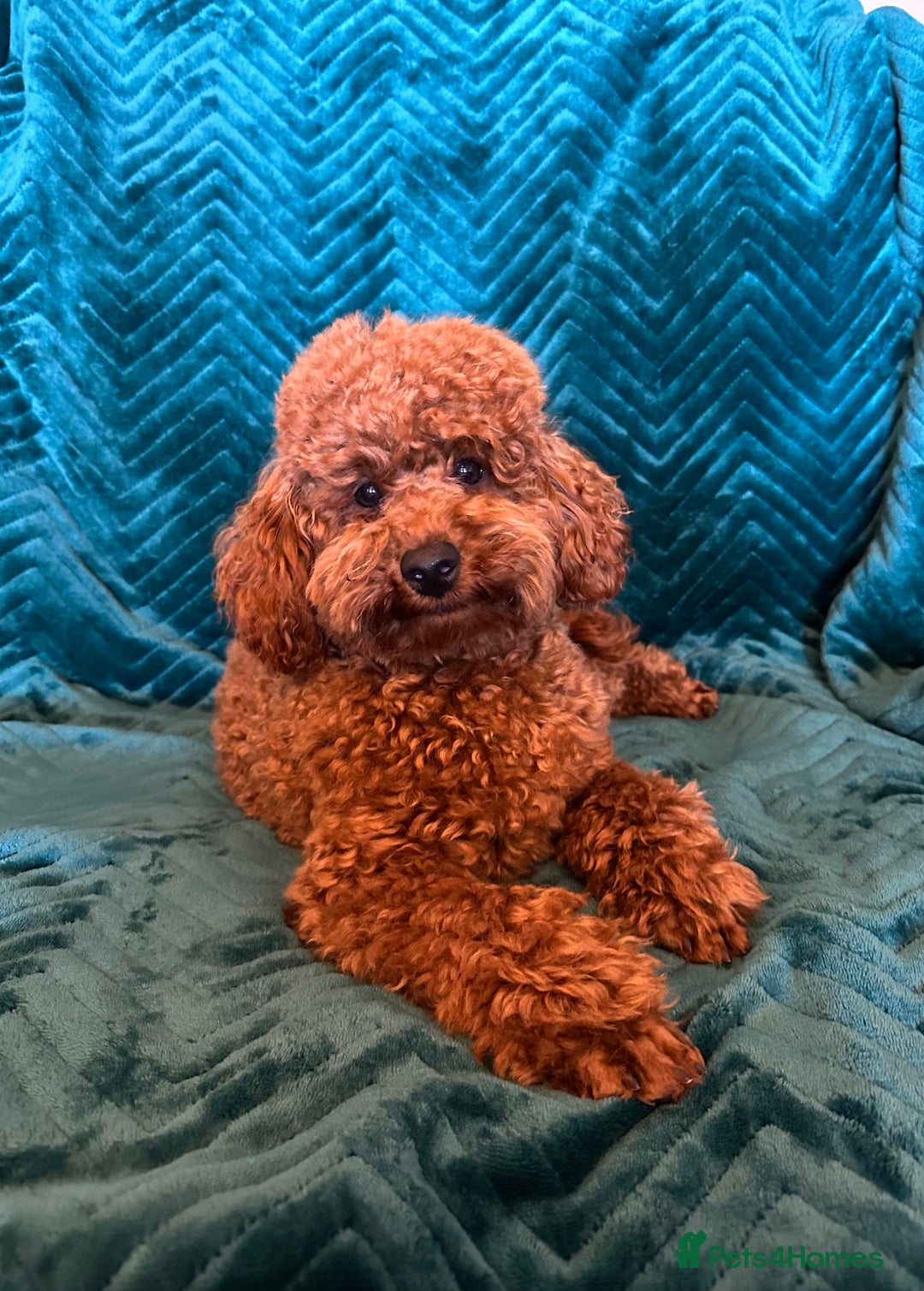 Toy Poodle dogs for stud: Stunning kc reg health tested Toy poodle stud  in Cleckheaton - Image 6
