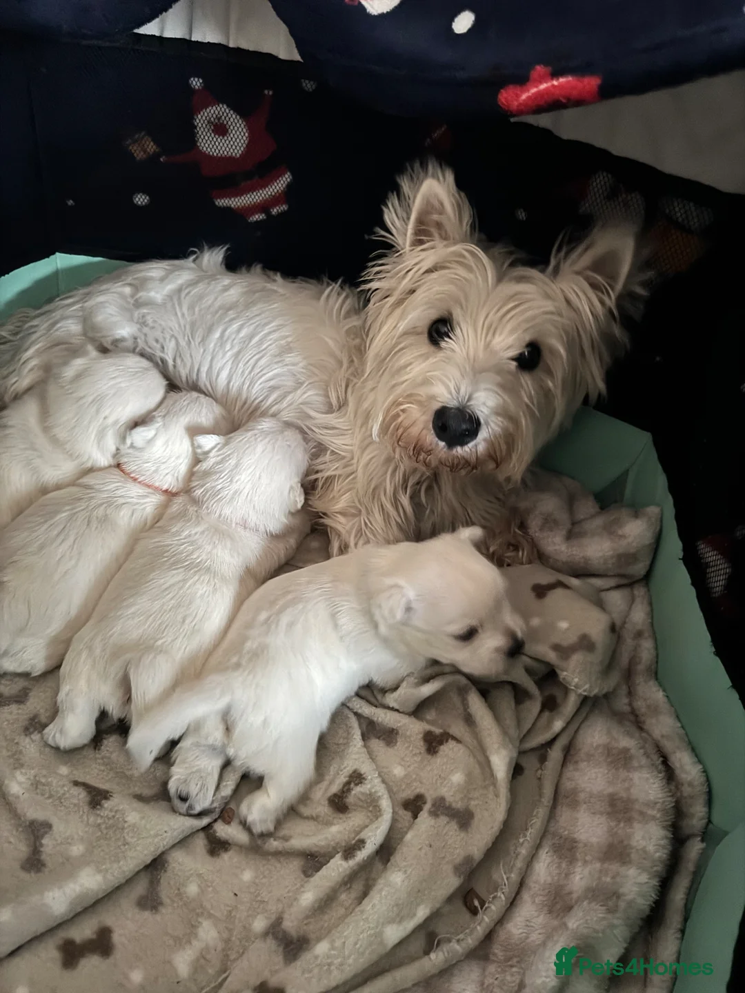 West Highland Terrier dogs for sale: KC West Highland Terrier pedigree puppies in Saint Leonards-on-sea - Advert 1