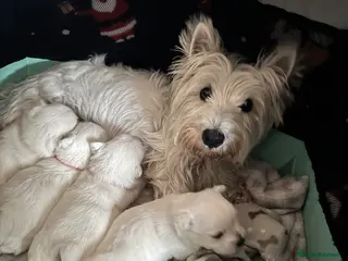 West Highland Terrier dogs KC West Highland Terrier pedigree puppies - Advert 2
