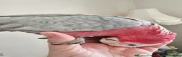 Cockatoo birds for sale: Loving Galah looking for Female forever home. in Shipley - Advert 3