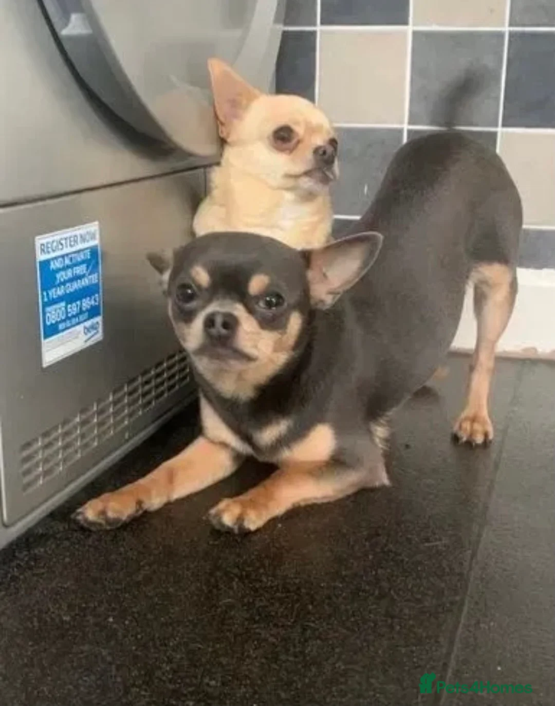 Chihuahua dogs for stud: Chihuahua stud (Romeo) in Sherborne - Advert 7