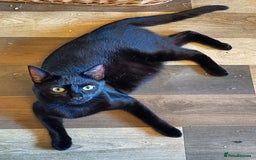 Mixed Breed cats for sale: Black & White Kittens Bengal Mix Véry Interactive  - Image 13