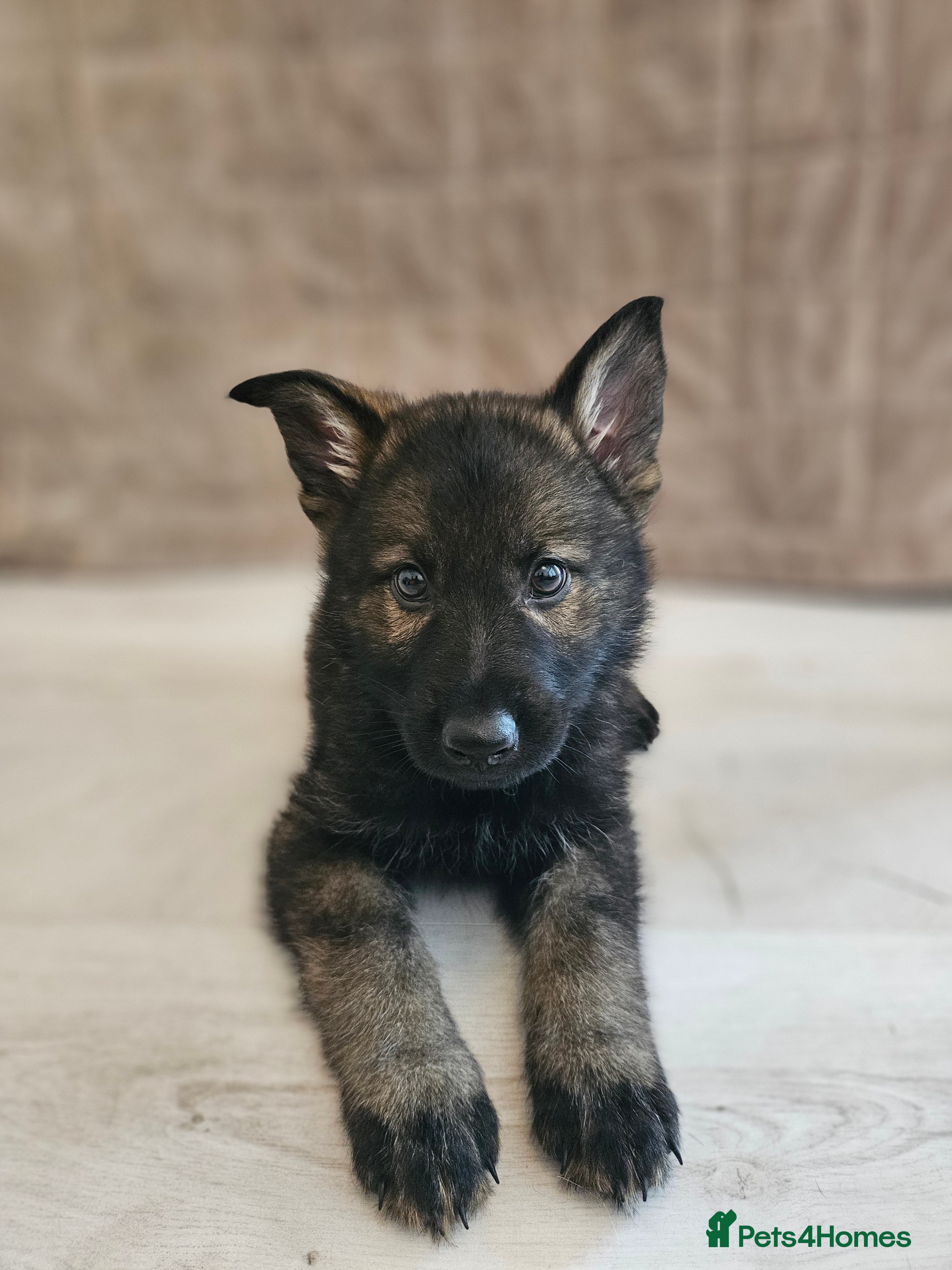German Shepherd dogs German Shepherd Working Line Puppy - Advert 2