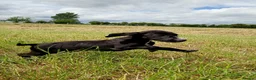 Mixed Breed dogs for sale: Beautiful litter of cockels  in Thirsk - Advert 4