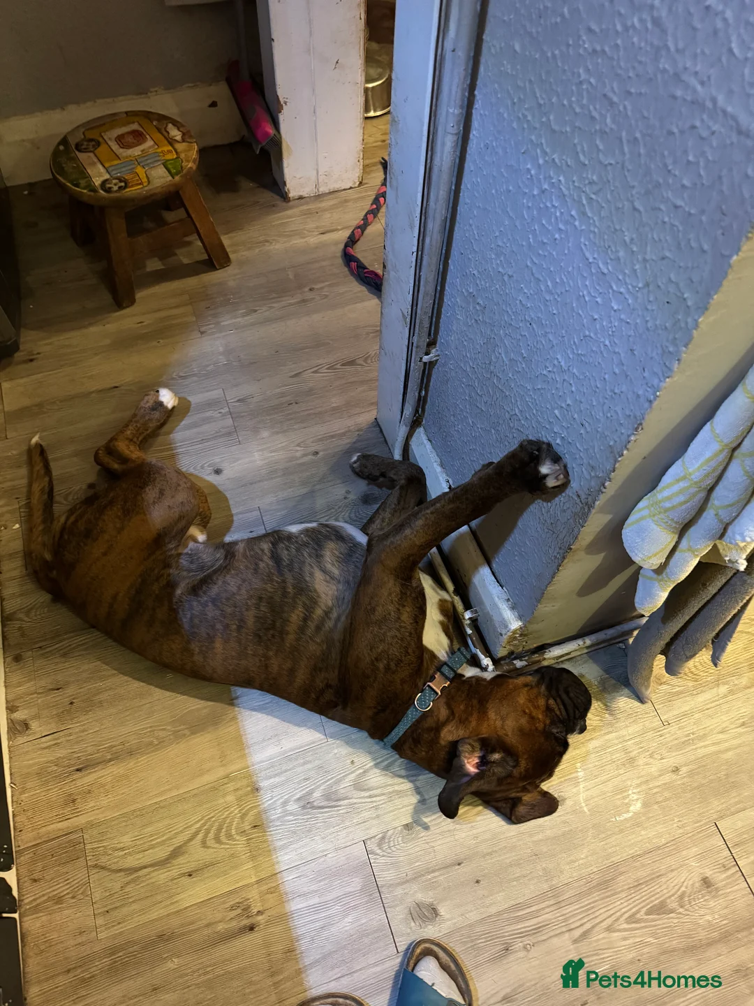 Boxer dogs for sale: 18 Male Boxer KC Registered Experienced Home Only - Advert 4