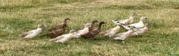 Ducks poultry for sale: Ducks for sale - Advert 4
