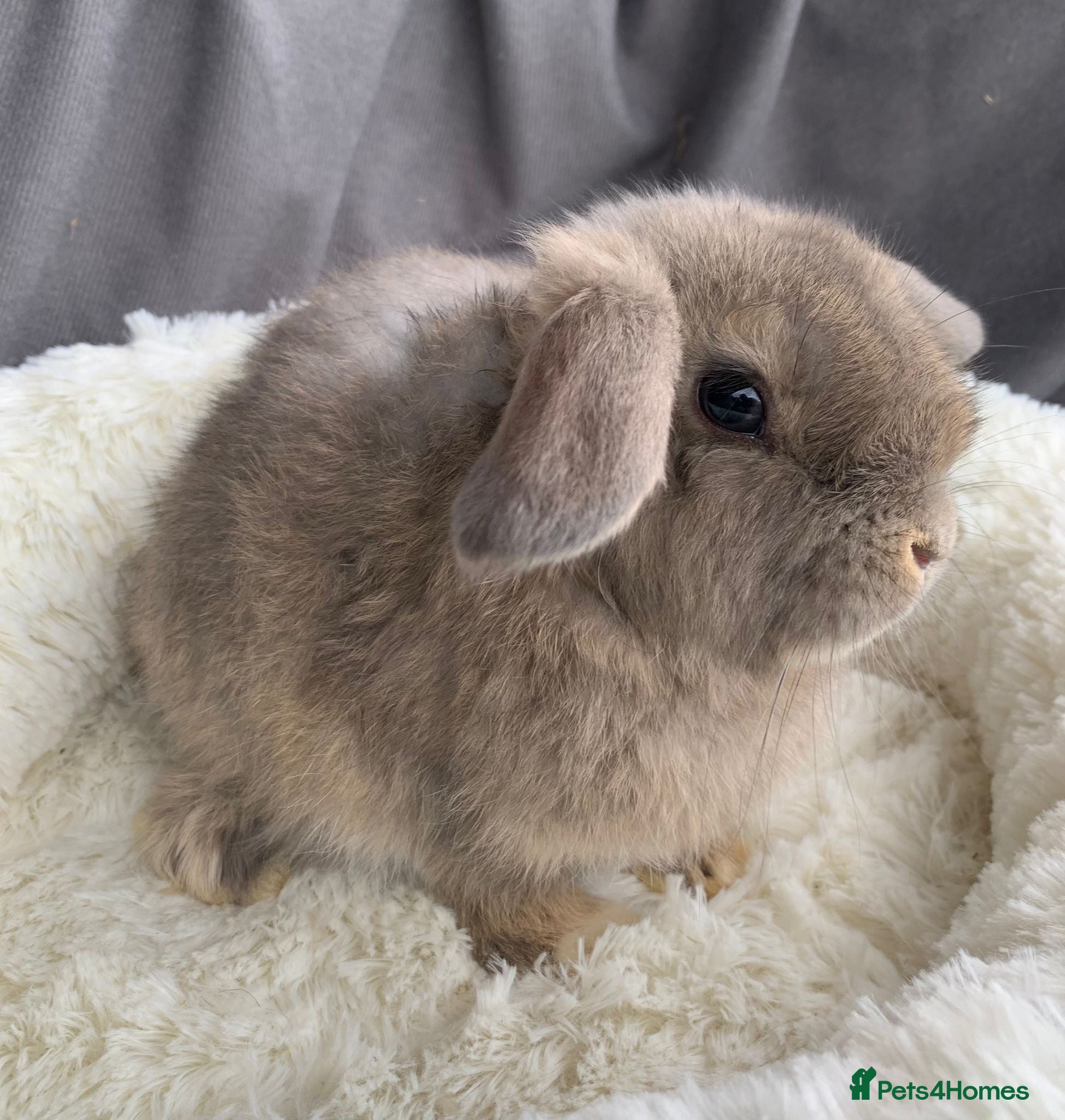 Mini Lop rabbits Super Friendly Mini lop Babies. Ready to Leave - Advert 1