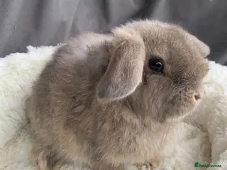 Mini Lop rabbits Super Friendly Mini lop Babies. Ready to Leave - Advert 1