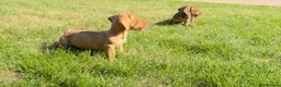 Miniature Dachshund dogs for sale: READY TO LEAVE🏆💙💖 KC REG 5 STAR BREEDER💙💖🏆 - Advert 31