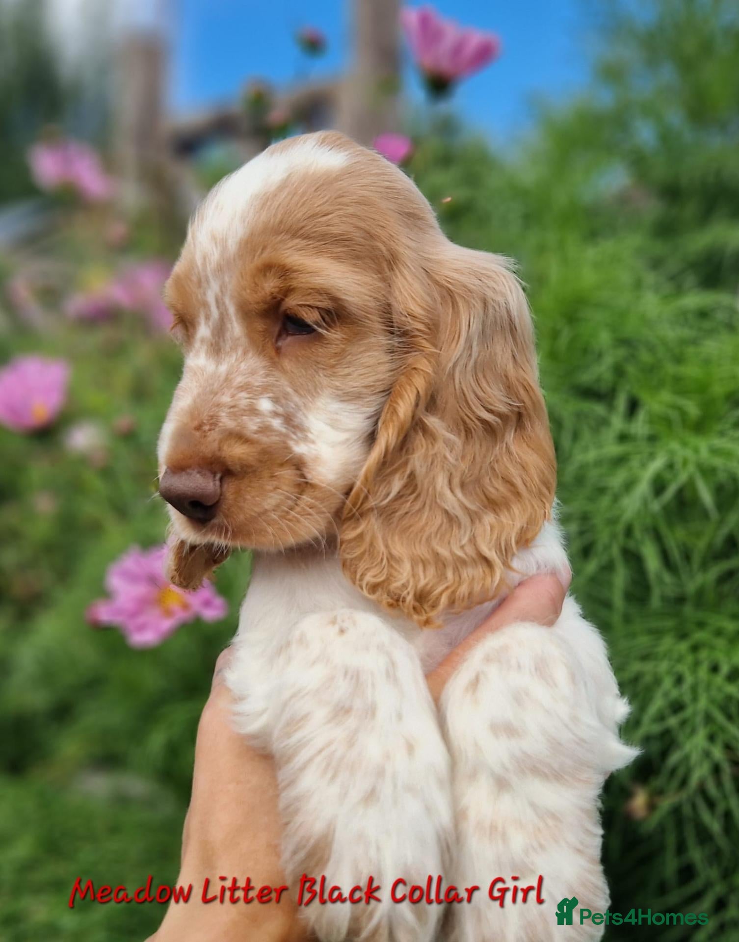 Cocker Spaniel dogs Pedigree Cocker Spaniel Puppies  - Advert 2