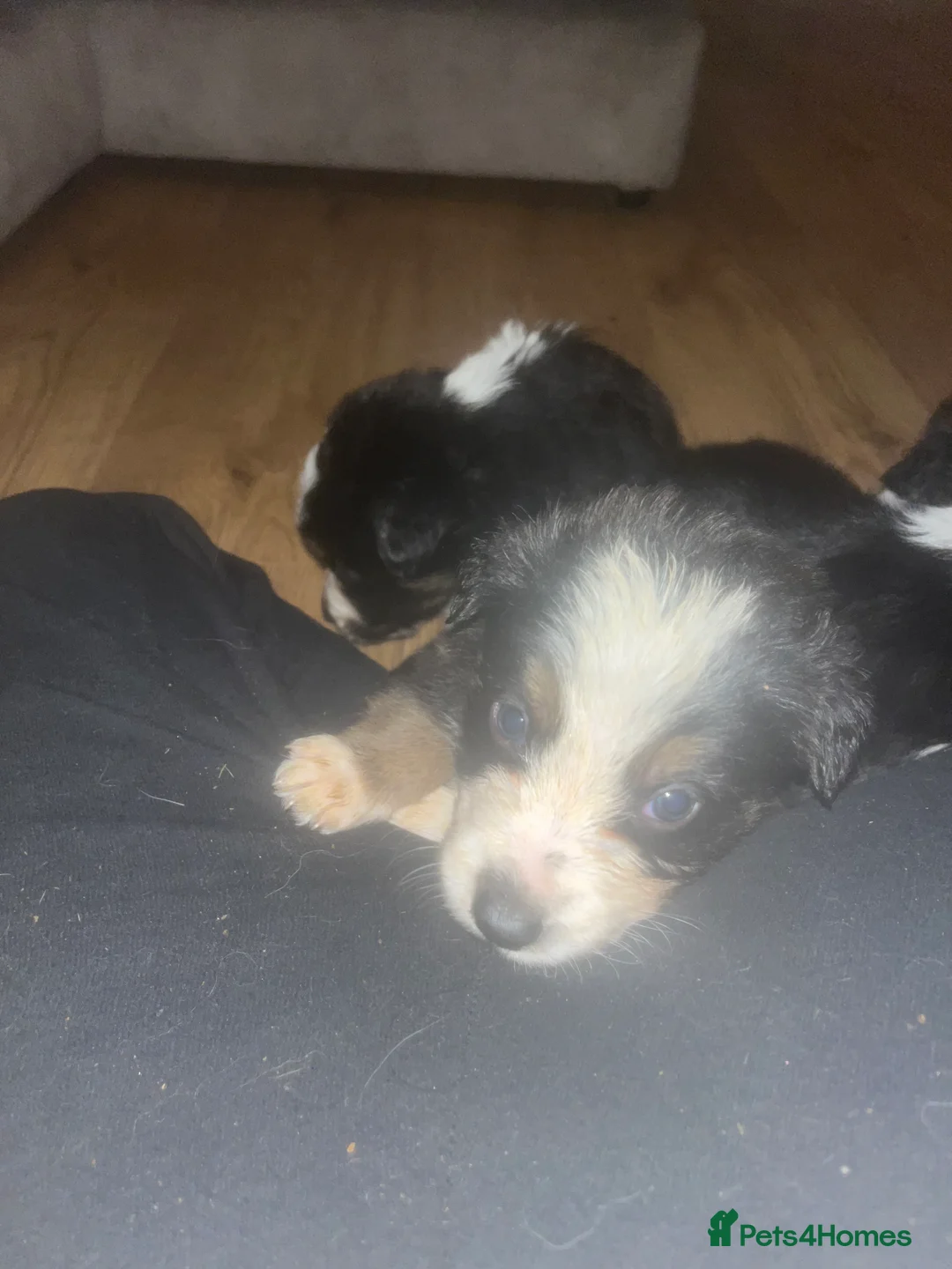 Border Collie dogs for sale: 6 beautiful tri border collie pups for sale  - Advert 19