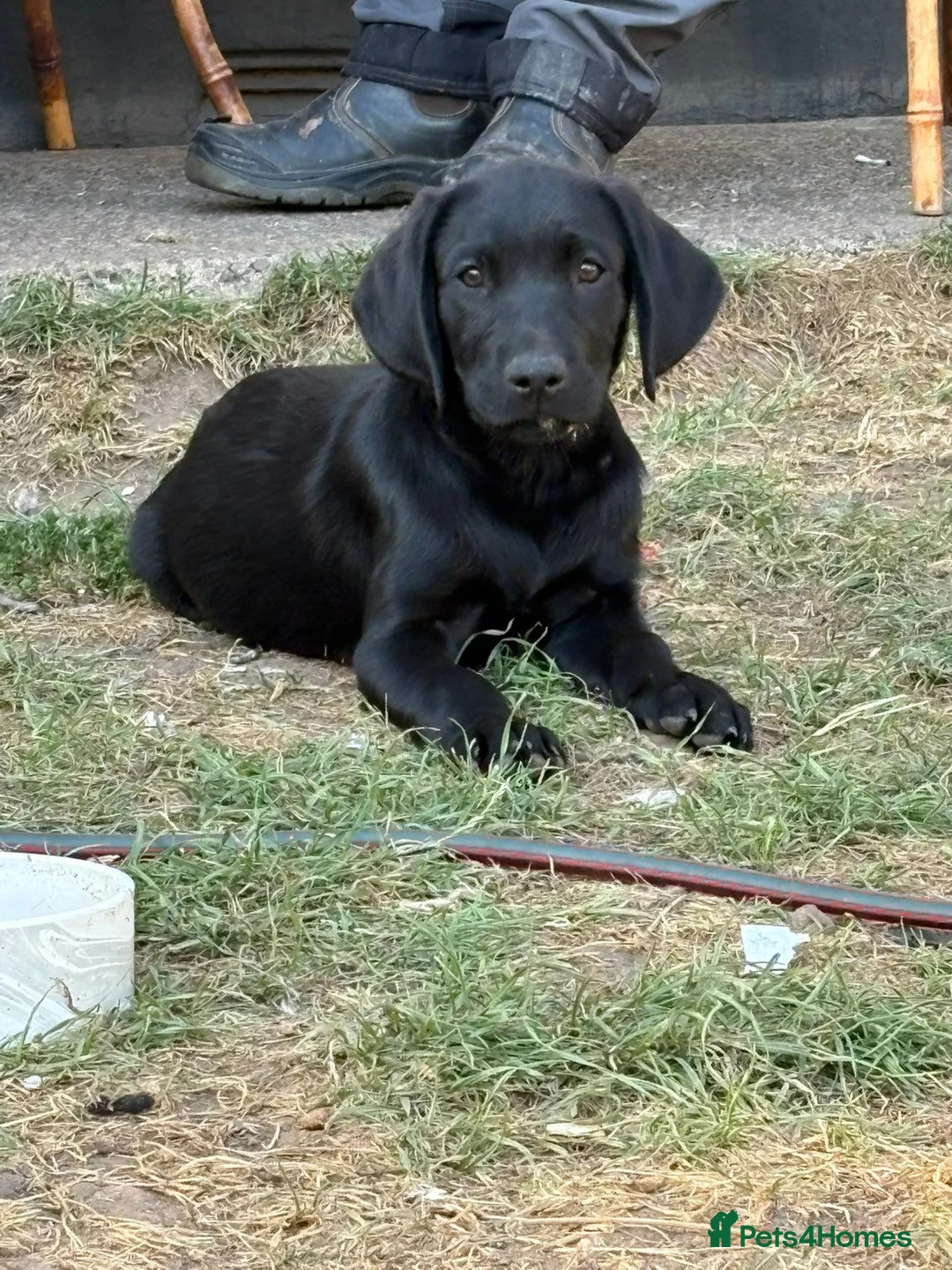 Labrador Retriever dogs for sale: 1 KC Labrador ❤️ - Advert 1