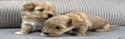 Maltipoo dogs for sale: SEE ALL OUR PUPPIES ON INSTA. OAKWELL RETRIEVERS  - Advert 22